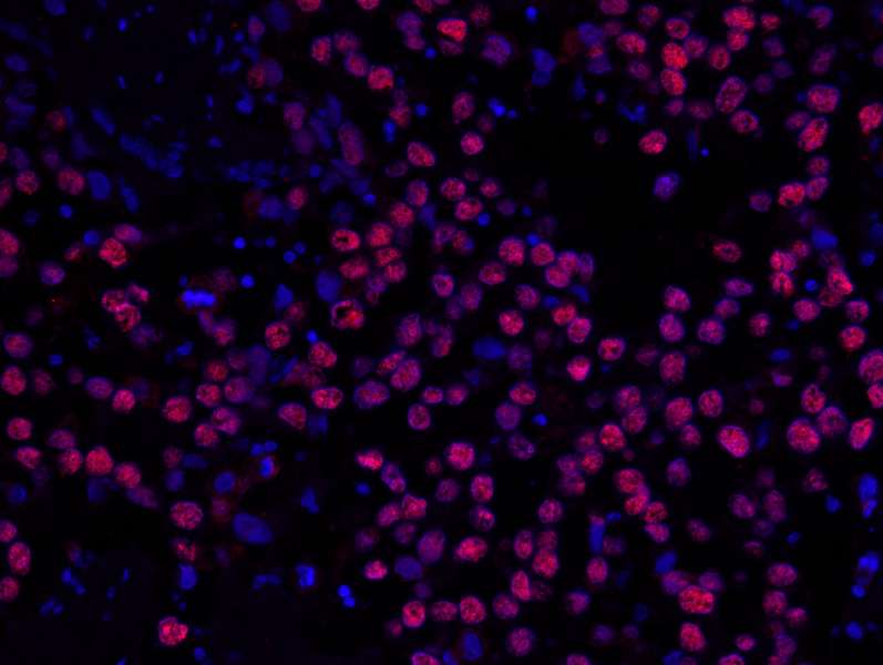 PathPlus™ MCM2 Antibody (aa1-50)