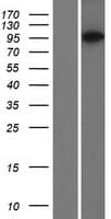PACS2 Protein (Over-Expression Lysate Myc-DDK (Flag))
