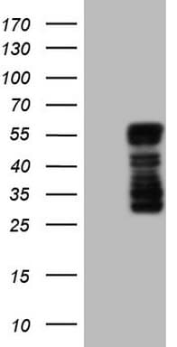BHLHE41 / BHLHB3 / SHARP1 Antibody (aa1-297, clone OTI8A8)