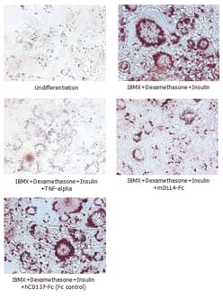 Mouse DLL4 Protein (Recombinant Human IgG1 Fc)