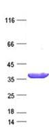 Human TCEAL2 Protein (Recombinant DDK,C-terminus)