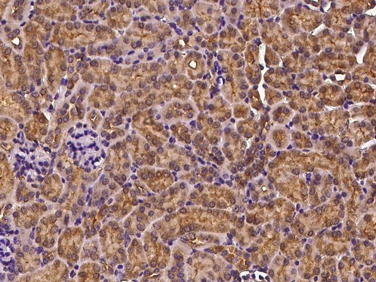GSK3B / GSK3 Beta Antibody (Preservative Free)