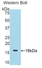 RNASE6 Antibody (aa25-150, Biotin)