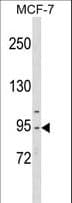 CDC5 / CDC5L Antibody (aa187-213)