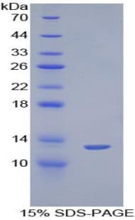 Mouse Histone H4 Protein (Recombinant 6His, N-terminus)