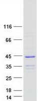 Human CRACR2B / EFCAB4A Protein (Recombinant Myc-DDK (Flag))