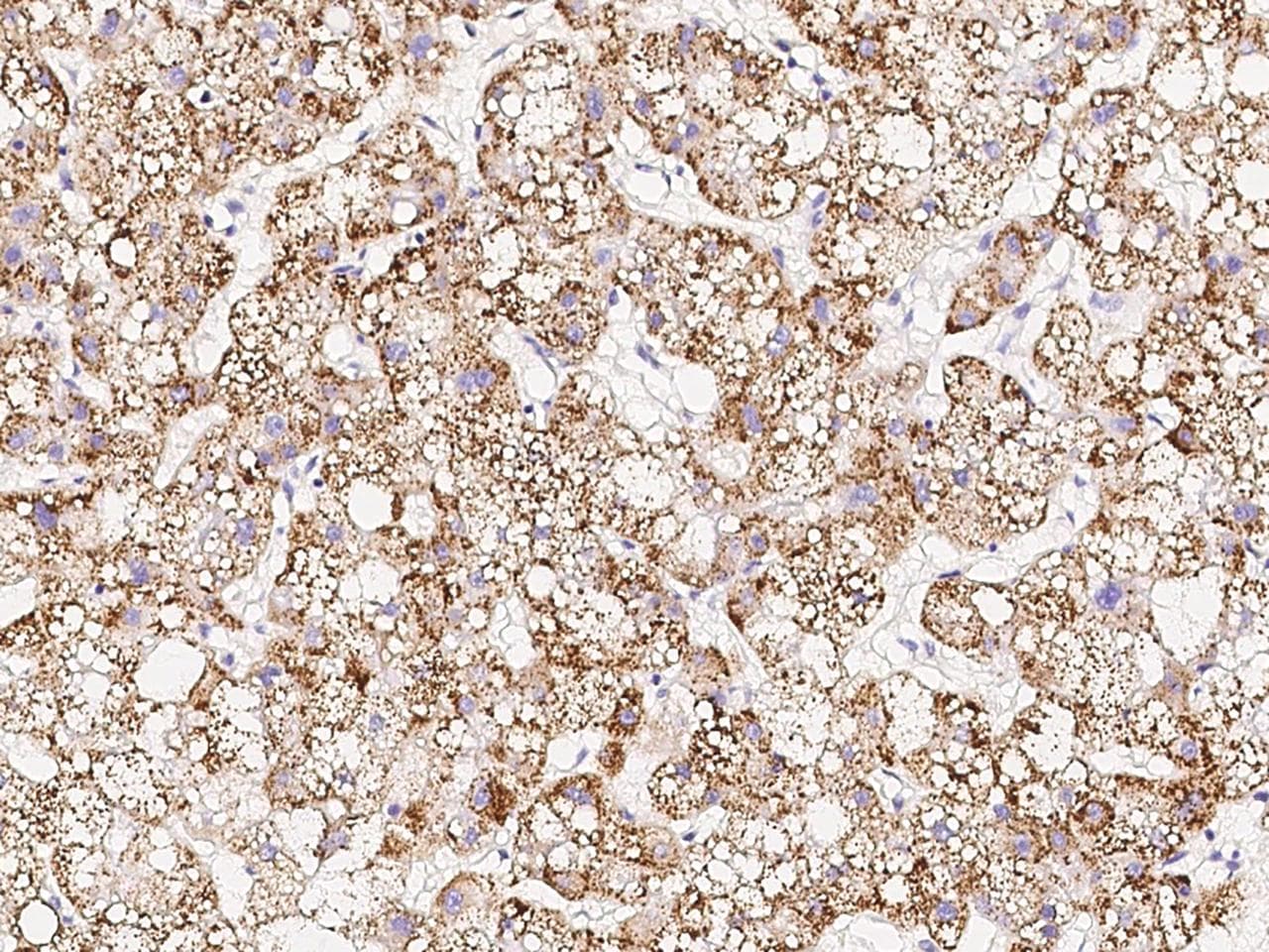 GNB2L1 / RACK1 Antibody (Preservative Free)