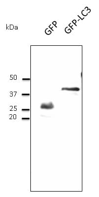 GFP Antibody