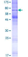 Human OR8G1 Protein (Recombinant GST)