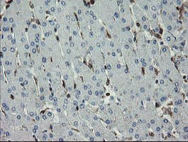 Monoclonal Mouse anti-Human GIMAP4 Antibody (clone OTI1A11, Carrier-free, IHC, IF, WB)