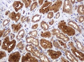 TBC1D13 Antibody (clone OTI2C5, Carrier-free)