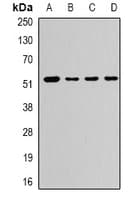 CAMK1G / CaMKI gamma Antibody