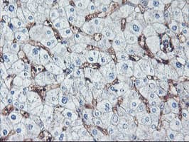 NPTN / SDR1 Antibody (clone OTI3C4, Carrier-free)