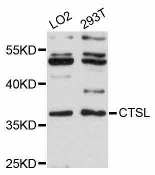CTSL / Cathepsin L Antibody