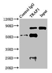 Polyclonal Rabbit anti-Human TRAP1 / HSP75 Antibody (IF, WB)