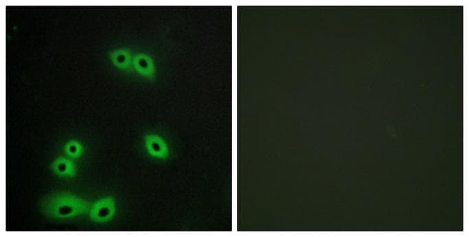 Polyclonal Rabbit anti-Human EMA / MUC1 Antibody (IHC, IF)