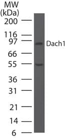 DACH / DACH1 Antibody (aa474-491)