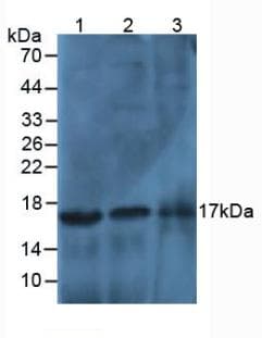 HIST3H2A Antibody (aa1-130)