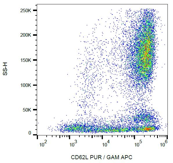 SELL / L-Selectin / CD62L Antibody (clone LT-TD180)