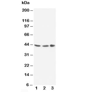 GJA1 / CX43 / Connexin 43 Antibody (aa366-382)