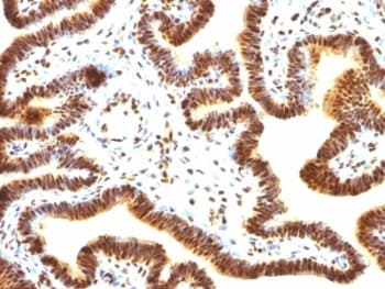 SUMO1 / SMT3 Antibody (clone SUMO1/1188, Ready-to-Use)