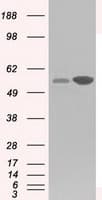 GPI Antibody (clone OTI5A11)