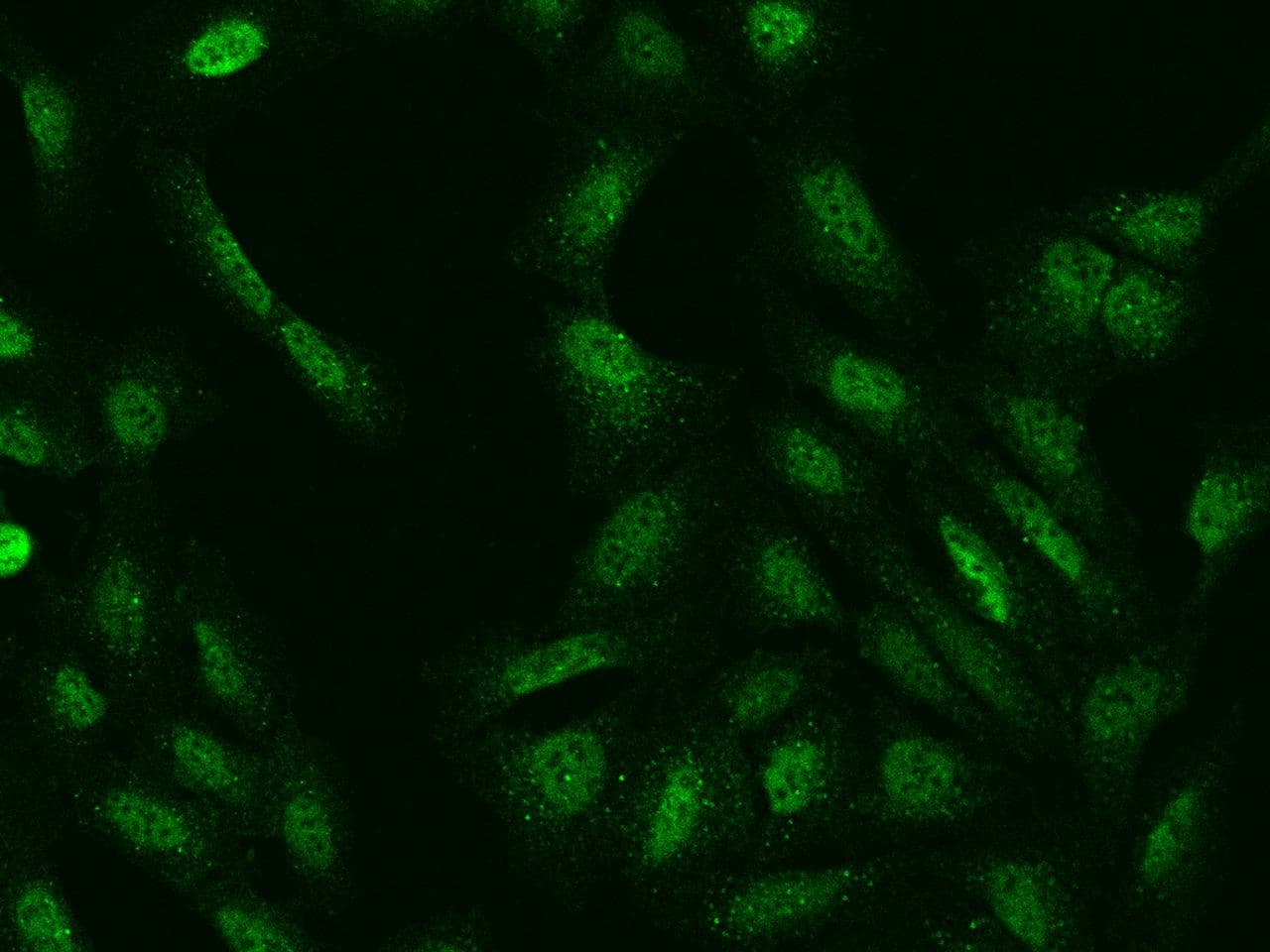 GRB14 Antibody