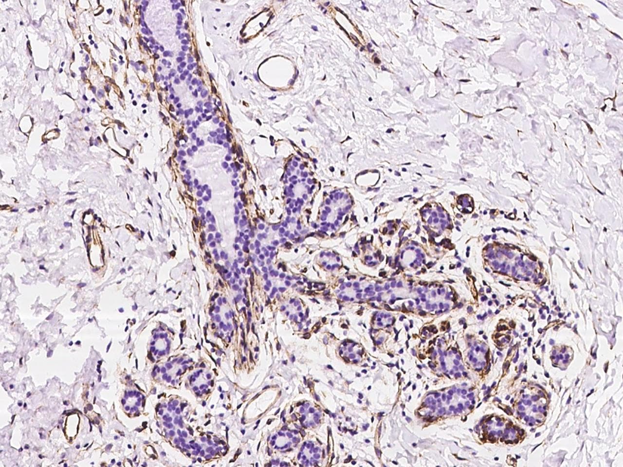 NES / Nestin Antibody