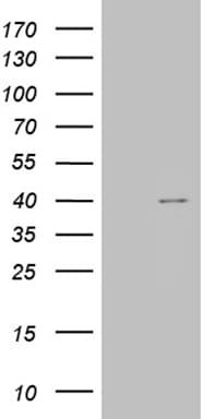 TOMM40L Antibody (clone OTI6F3, Carrier-free)