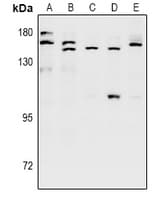 SH3TC1 Antibody