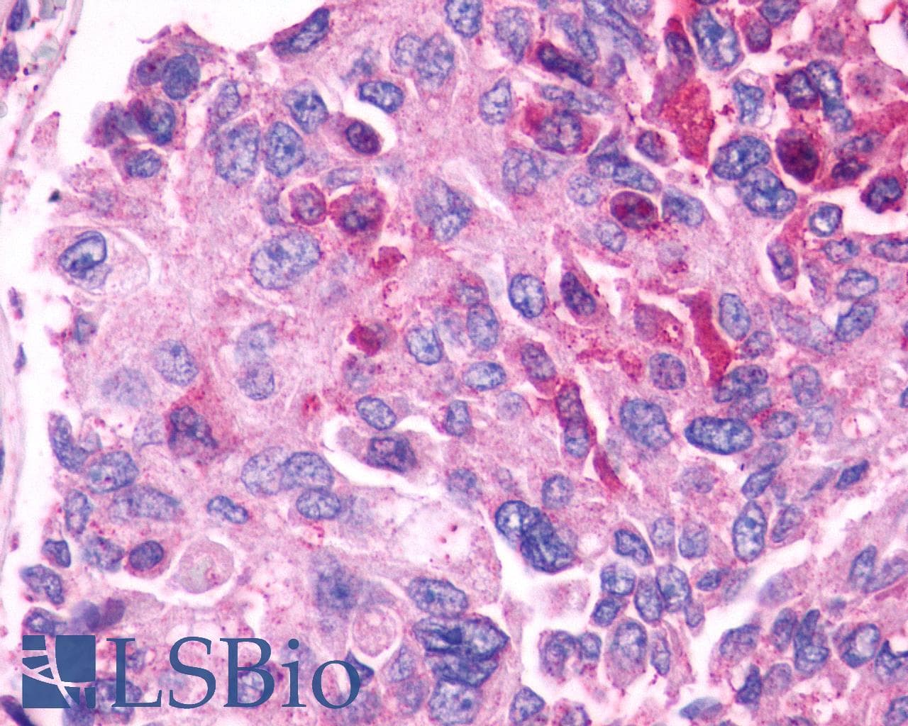 PathPlus™ GPR27 Antibody (C-Terminus)