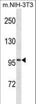 ATP1A1 Antibody (aa33-61)