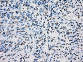 PRKY Antibody (clone OTI6H3, Carrier-free)