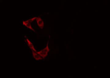ERIC-1 / TACC3 Antibody