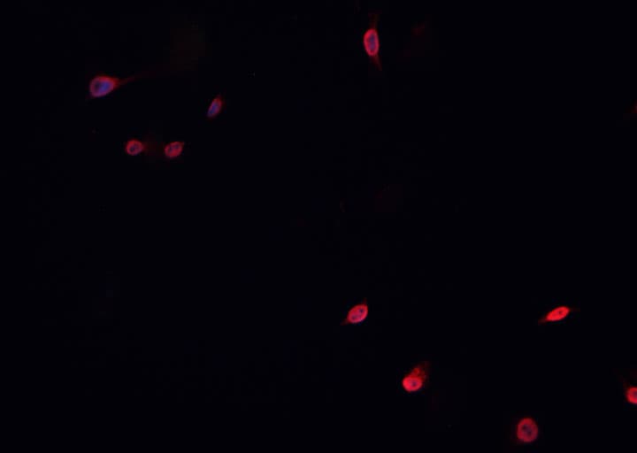 MUTYH / MYH Antibody