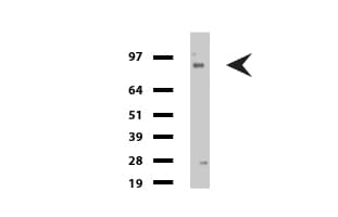 Monoclonal Mouse anti-Human FOLH1 / PSMA Antibody (clone UMAB27, IHC, WB)