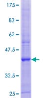 Human A4 / PLP2 Protein (Recombinant GST)