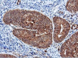 DUSP23 Antibody (clone OTI3C10)