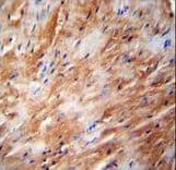 TFB2M Antibody (aa368-396)