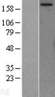 MTOR Protein (Over-Expression Lysate Myc-DDK (Flag))