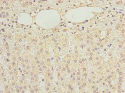 RBMS2 / SCR3 Antibody