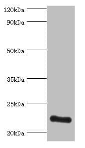 ATP5O Antibody (aa24-213)