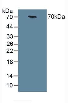 CHGA / Chromogranin A Antibody (aa15-148, APC)