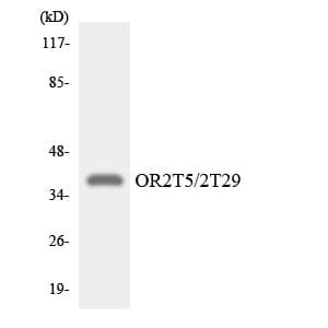 OR2T5+29 Antibody (aa56-105)