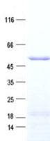 Human OASL Protein (Recombinant His, N-Terminal)