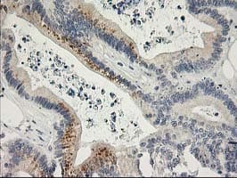 SNAP25 Antibody (clone OTI4G5)