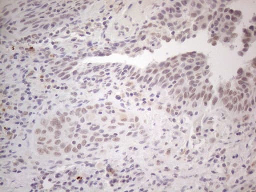 SPT3 / SUPT3H Antibody (clone OTI1A5, Carrier-free)
