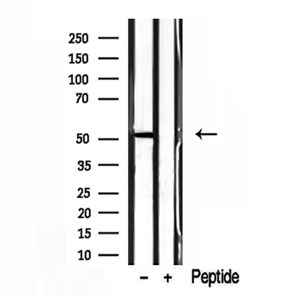 EDIL3 / DEL1 Antibody