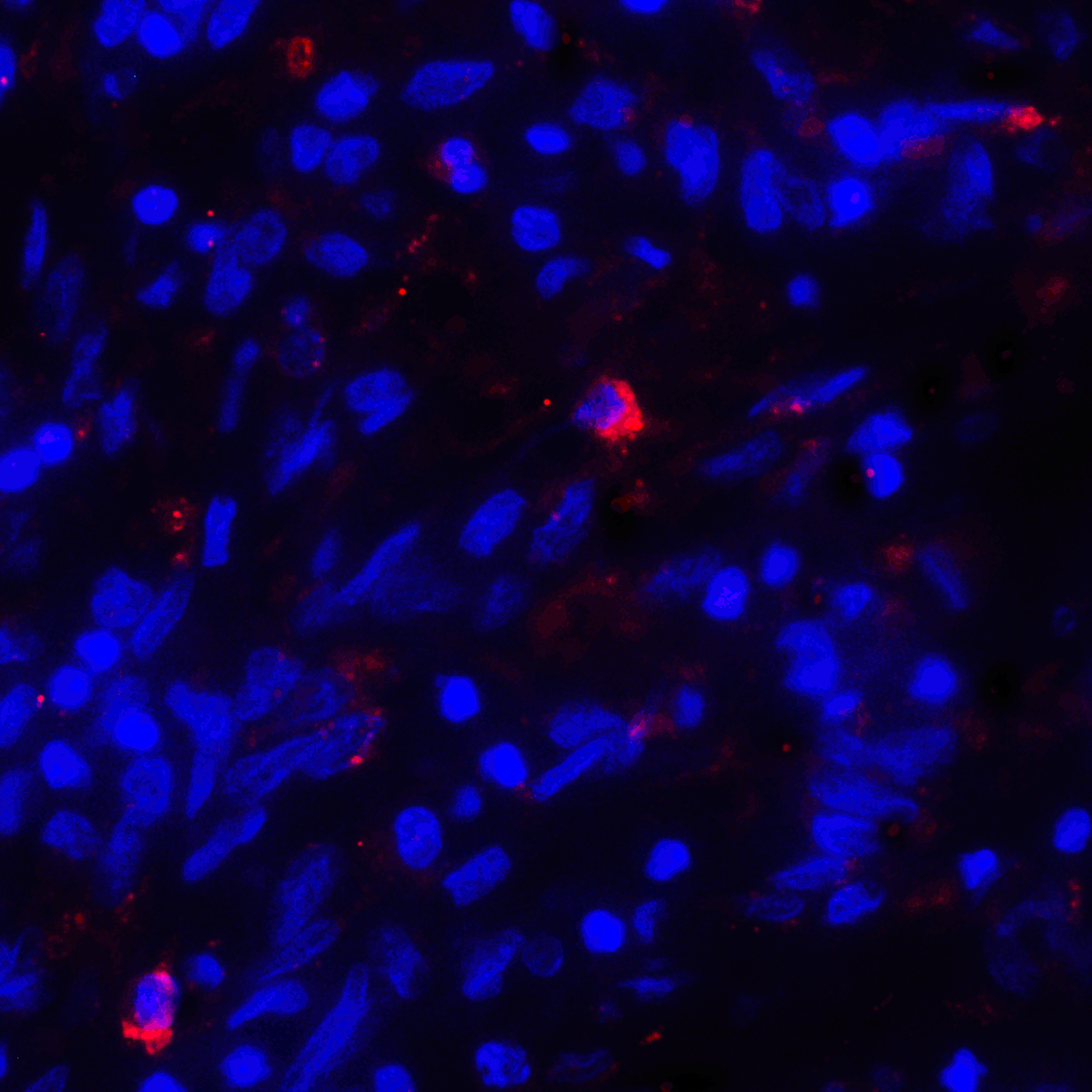 CD80 Antibody (clone 7A2)