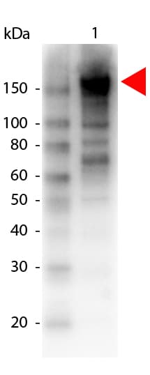 Polyclonal Goat anti-Human A2M / Alpha-2-Macroglobulin Antibody (Liquid, Biotin, WB)